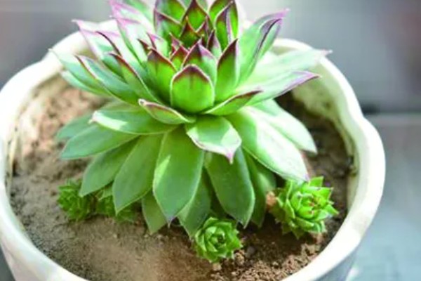 观音莲有没有毒,有部分品种是有毒的