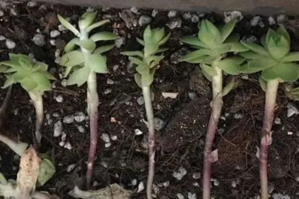 观音莲有没有毒,有部分品种是有毒的