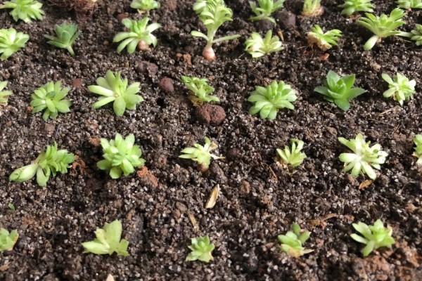 观音莲有没有毒,有部分品种是有毒的