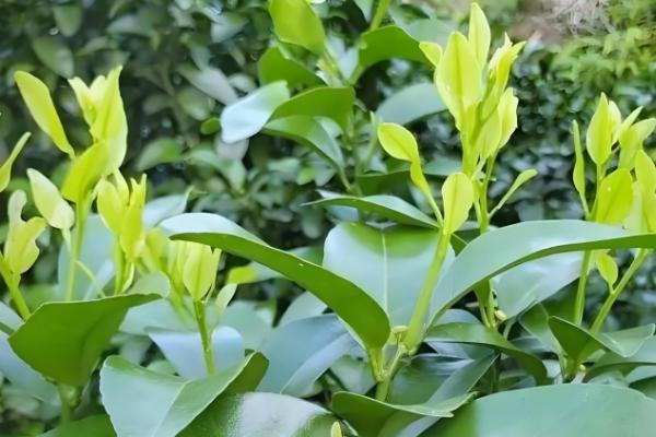 柑橘为什么会黄蒂落果，可能是夏梢过多、果园淹水等原因引起