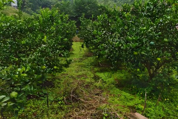 柑橘为什么会黄蒂落果，可能是夏梢过多、果园淹水等原因引起