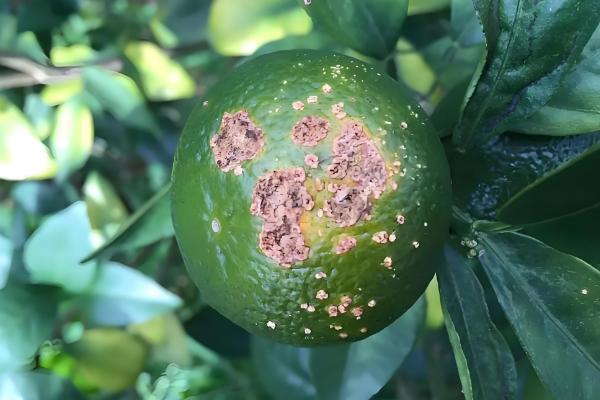 柑橘为什么会黄蒂落果，可能是夏梢过多、果园淹水等原因引起