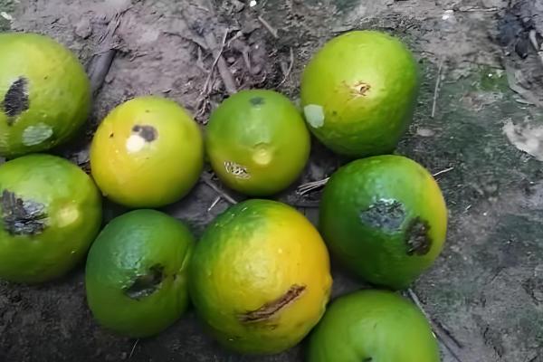 柑橘为什么会黄蒂落果，可能是夏梢过多、果园淹水等原因引起