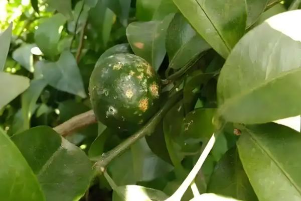 柑橘为什么会黄蒂落果，可能是夏梢过多、果园淹水等原因引起