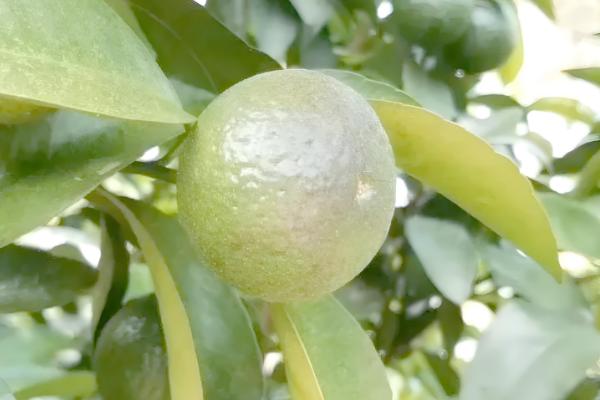 柑橘为什么会黄蒂落果，可能是夏梢过多、果园淹水等原因引起