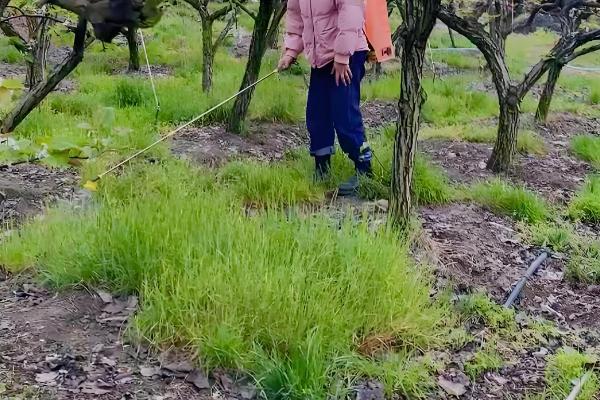 草甘膦在土壤中会残留多久,通常经过一天就会消失