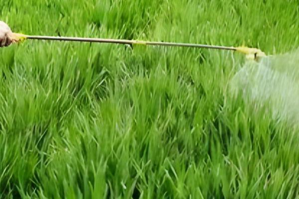 草甘膦在土壤中会残留多久,通常经过一天就会消失