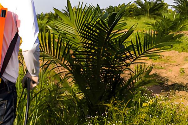 草甘膦在土壤中会残留多久,通常经过一天就会消失