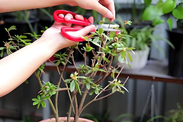 杜鹃花的养殖方法，每隔5-7天浇一次水