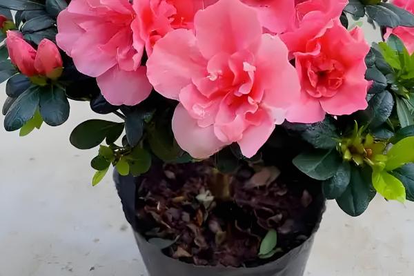 杜鹃花的养殖方法，每隔5-7天浇一次水