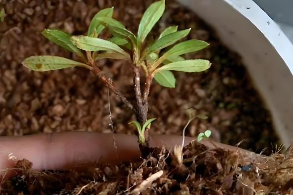 杜鹃花的养殖方法，每隔5-7天浇一次水