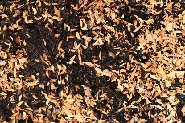 杜鹃花的养殖方法，每隔5-7天浇一次水