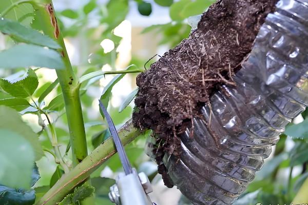 杜鹃花的养殖方法，每隔5-7天浇一次水