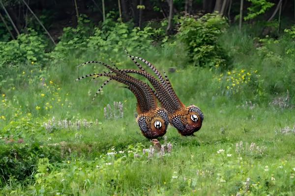 白冠长尾雉是几级保护动物,是中国二级保护动物