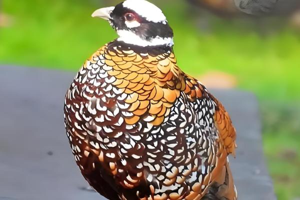 白冠长尾雉是几级保护动物,是中国二级保护动物