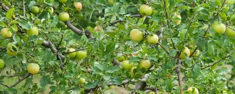 李子坐果率低是什么原因，可能是气候原因所致