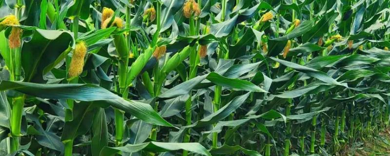 强育H1992的简介，中抗大斑病等病害