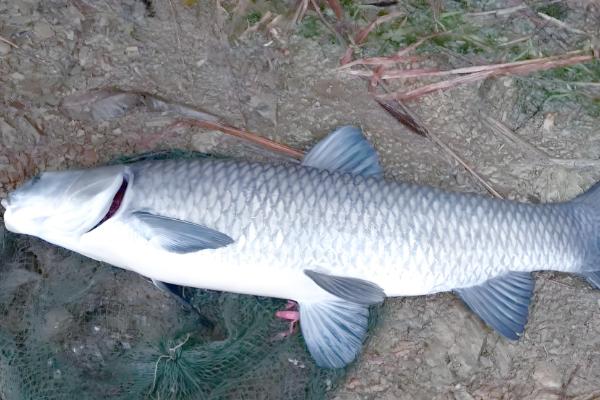 青鱼和鲤鱼的区别，前者是青鱼属鱼类、后者是鲤属鱼类