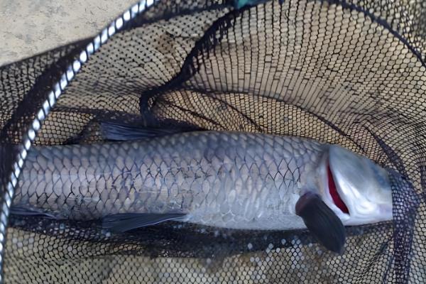 青鱼和鲤鱼的区别，前者是青鱼属鱼类、后者是鲤属鱼类