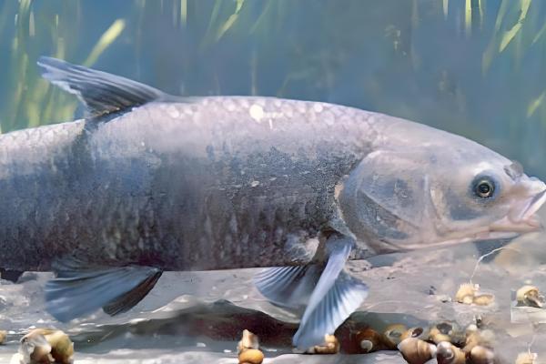 青鱼和鲤鱼的区别，前者是青鱼属鱼类、后者是鲤属鱼类