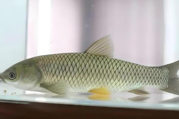 青鱼和鲤鱼的区别，前者是青鱼属鱼类、后者是鲤属鱼类