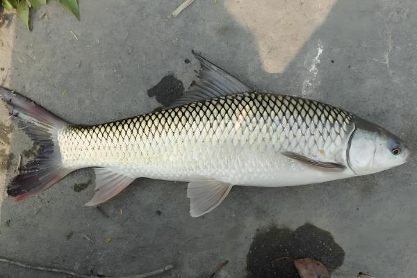 青鱼和鲤鱼的区别，前者是青鱼属鱼类、后者是鲤属鱼类