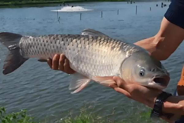 青鱼和鲤鱼的区别，前者是青鱼属鱼类、后者是鲤属鱼类