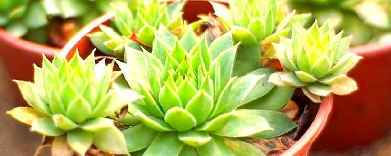 观音莲的繁殖方法，常采取扦插、分株这两种方式