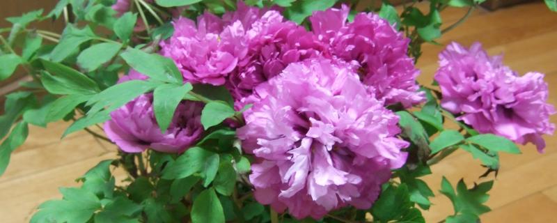 牡丹的用途，可供观赏也可食用