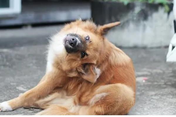 狗狗为什么一直挠痒痒,可能是皮肤过敏、外伤在结痂等因素所致