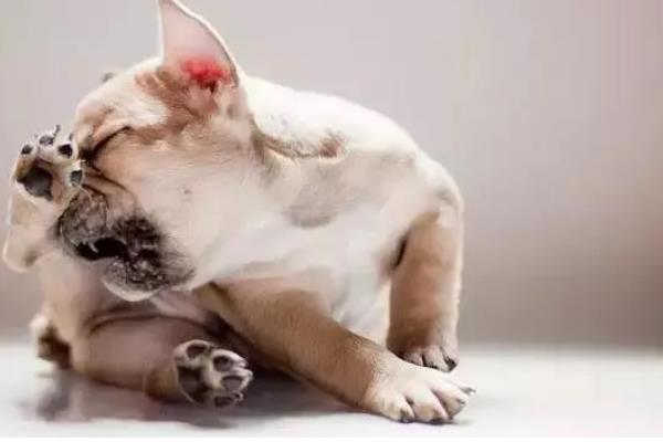 狗狗为什么一直挠痒痒,可能是皮肤过敏、外伤在结痂等因素所致