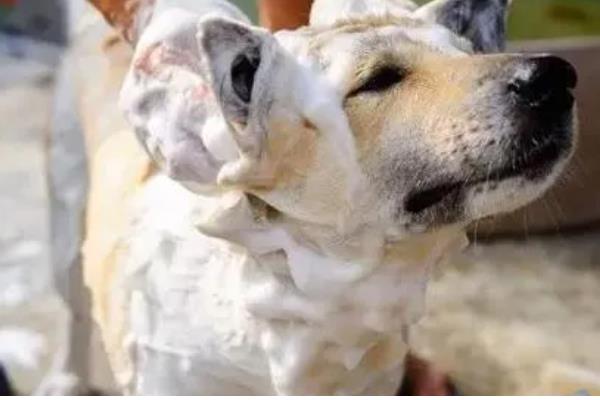 狗狗为什么一直挠痒痒,可能是皮肤过敏、外伤在结痂等因素所致