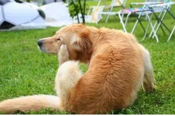 狗狗为什么一直挠痒痒,可能是皮肤过敏、外伤在结痂等因素所致