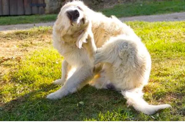 狗狗为什么一直挠痒痒,可能是皮肤过敏、外伤在结痂等因素所致