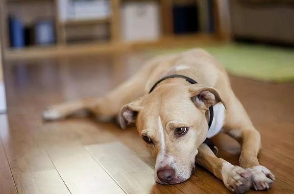 狗狗为什么一直挠痒痒,可能是皮肤过敏、外伤在结痂等因素所致