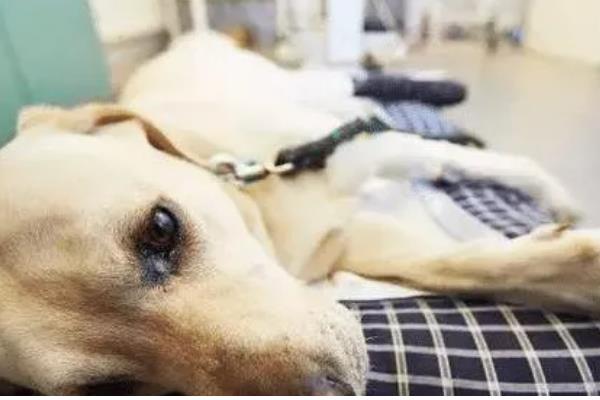 狗狗为什么一直挠痒痒,可能是皮肤过敏、外伤在结痂等因素所致