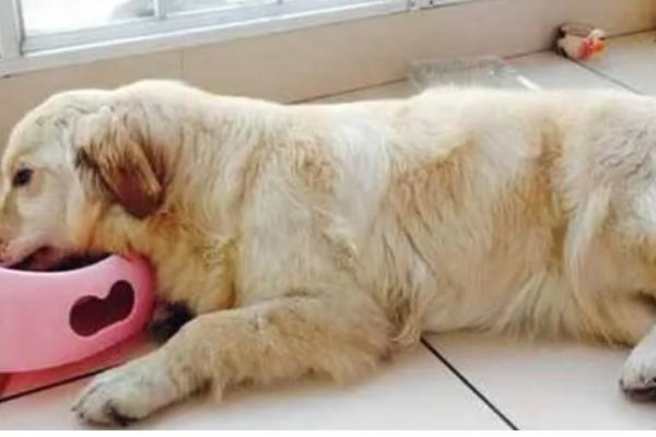 狗狗为什么一直挠痒痒,可能是皮肤过敏、外伤在结痂等因素所致