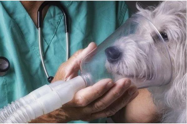 狗狗为什么一直挠痒痒,可能是皮肤过敏、外伤在结痂等因素所致