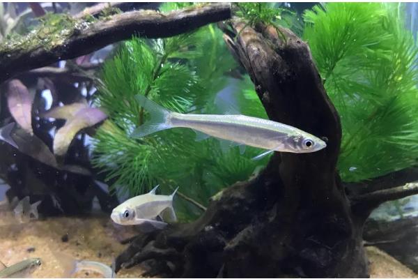 柳根鱼能不能养在缸中,可以家养但并不普遍