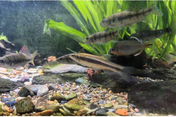 柳根鱼能不能养在缸中,可以家养但并不普遍