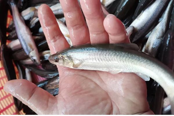 柳根鱼能不能养在缸中,可以家养但并不普遍