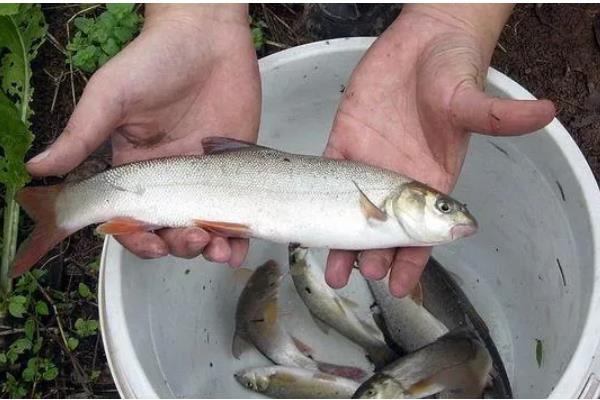 柳根鱼能不能养在缸中,可以家养但并不普遍