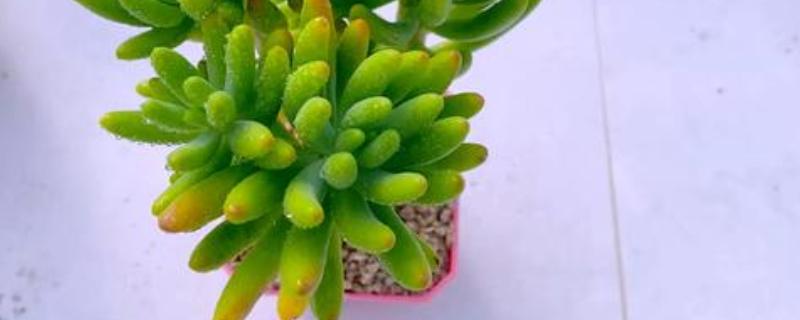 八千代好不好养，属于比较好养的植物