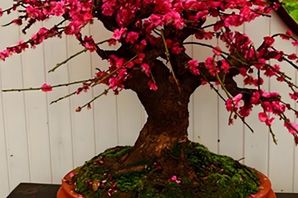 红色梅花的别称，叫红梅