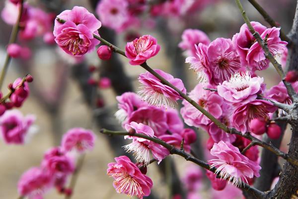 红色梅花的别称，叫红梅