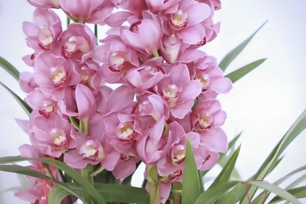 判断大花蕙兰要不要浇水的方法,土面变成灰白色代表缺水