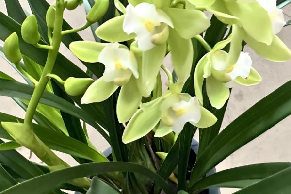 判断大花蕙兰要不要浇水的方法,土面变成灰白色代表缺水