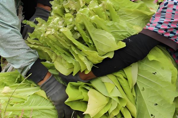 怎么种植烤烟,开挖播种穴施入草木灰再播种
