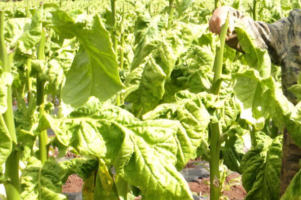 怎么种植烤烟,开挖播种穴施入草木灰再播种