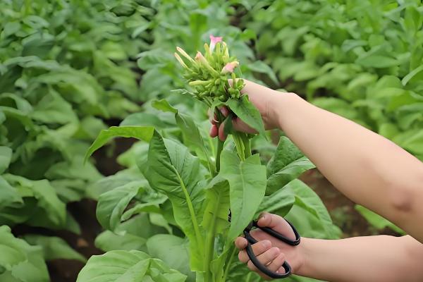 怎么种植烤烟,开挖播种穴施入草木灰再播种